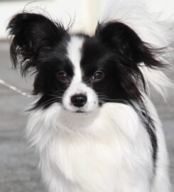 Nuostabus Papillon veislės patinėlis