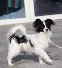 Nuostabus Papillon veislės patinėlis