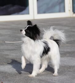 Nuostabus Papillon veislės patinėlis