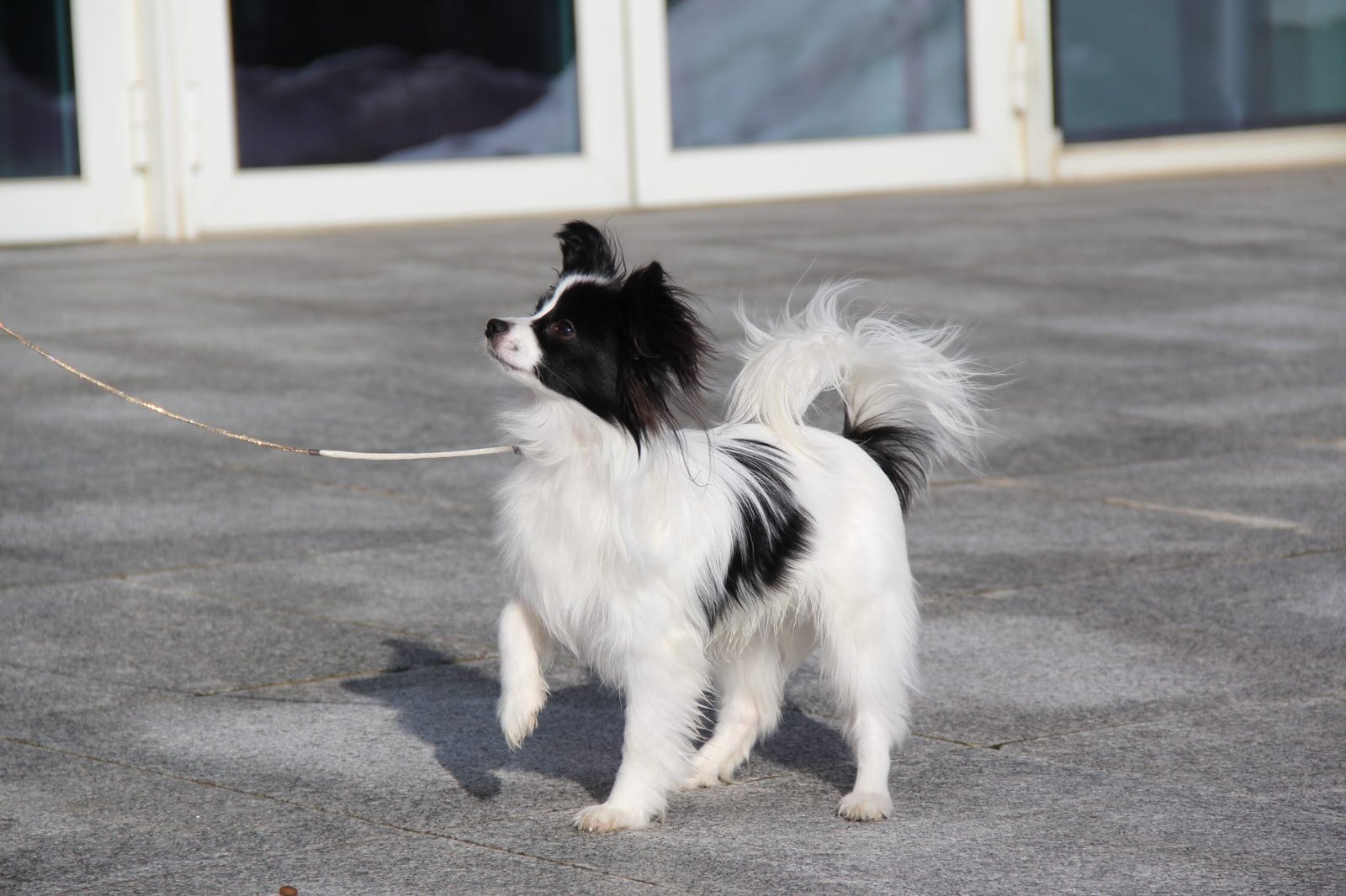 Nuostabus Papillon veislės patinėlis