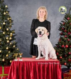 Labradoro retriveris – Gerulis Fire Show kergimui