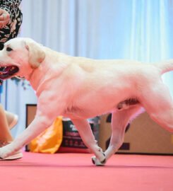 Labradoro retriveris – Gerulis Fire Show kergimui