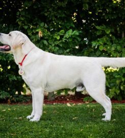 Labradoro retriveris – Gerulis Fire Show kergimui