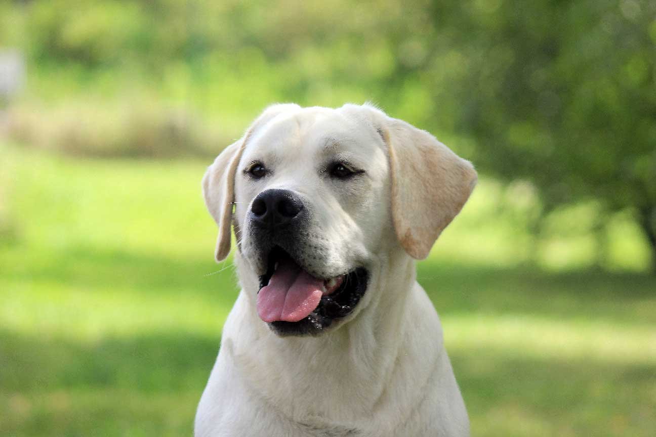 Labradoro retriveris – Gerulis Fire Show kergimui