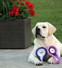 Labradoro retriveris – Gerulis Fire Show kergimui