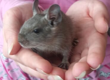 Parduodu Degu
