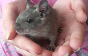Parduodu Degu