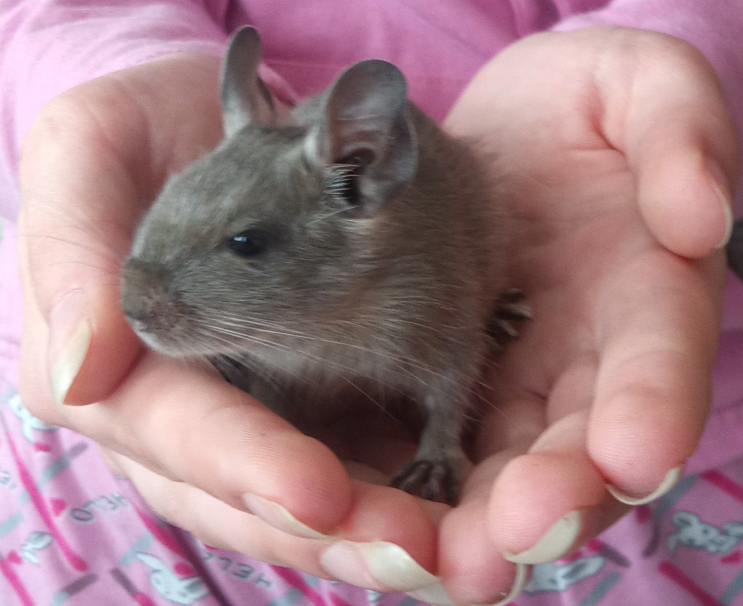 Parduodu Degu