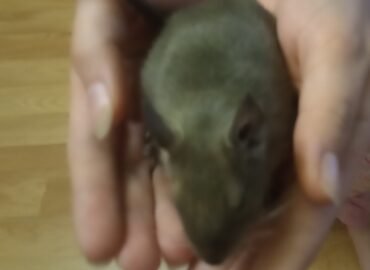 Parduodu Degu